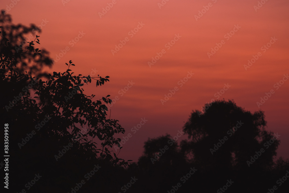 A beautiful sunset covered the entire sky with pink and orange colors. Red summer sunset in the village and dark silhouettes of trees in the distance. A beautiful sunset covered the entire sky with pink and orange colors. Red summer sunset in the village and dark silhouettes of trees in the distance.