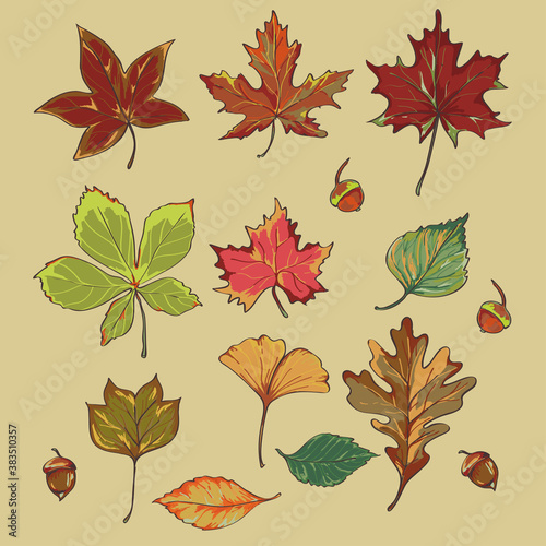 herbarium of various autumn leaves