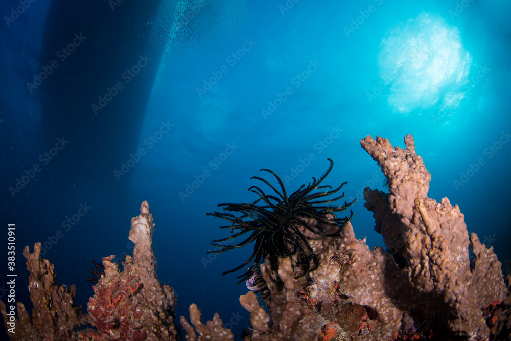 Naklejka premium Healthy coral and fish on the reef