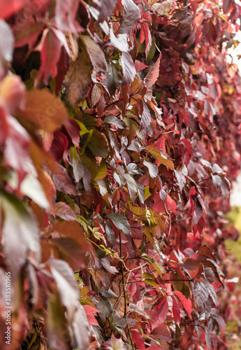 autumn leaves of grapes. depth of field. many yellow and red leaves. wall overgrown with vineyards.