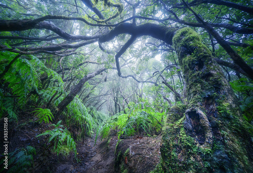 The Path of the Pijaral, ANAGA, Tenerife photo