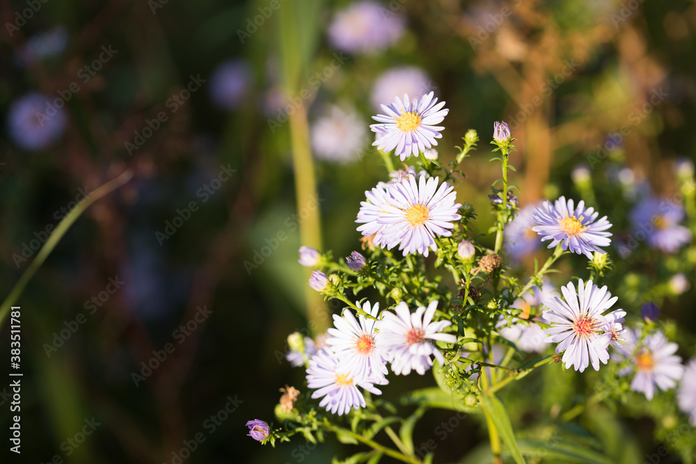 Close-up: Autumn Blue Flowers of Wild Chrysanthemum are Illuminated by the Rays of Bright Sun - Natural Background, Copy Space. Close-up: Autumn Blue Flowers of Wild Chrysanthemum are Illuminated by the Rays of Bright Sun - Natural Background, Copy Space.