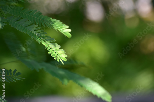 Natural green leaves Looks beautiful and refreshing 