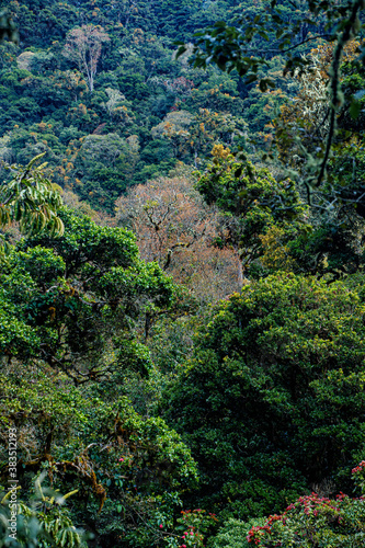 The rainforest in the mountains close to San Gerardo del dota  Savegre  Costa Rica