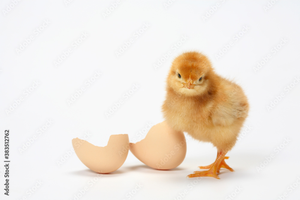 ヒヨコ ヒヨコ