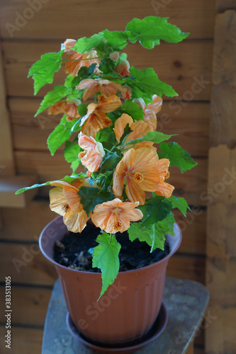 house plant of  abutilon hybridum «canary bird» with orange flower in  pot .