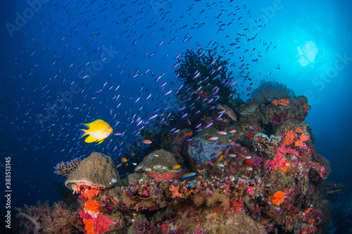 Fototapeta Naklejka Na Ścianę i Meble -  Healthy coral and fish on the reef