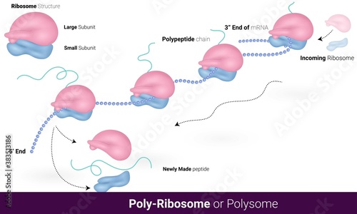Structure of polysome and stages. polyribosome mechanism. vector illustration eps. simultaneous translation graphic. Blue and light pink color ribosome and mRNA chain. photo