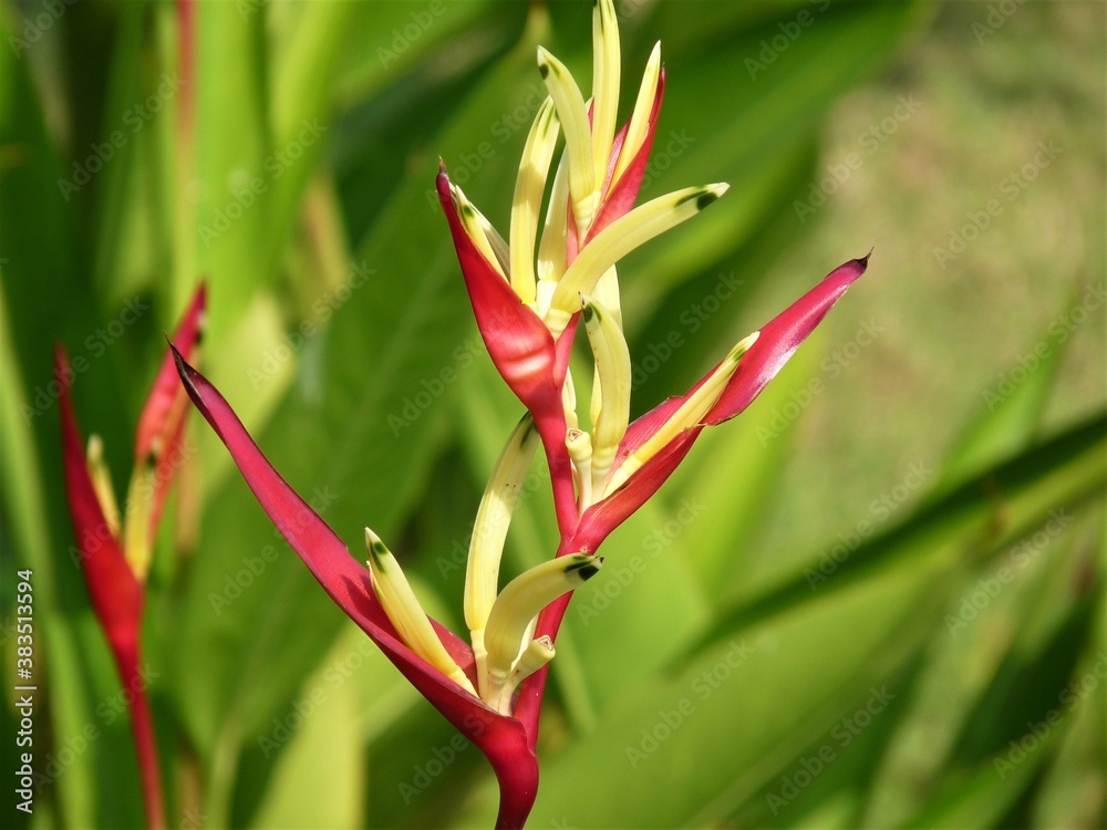 Obraz premium Flower