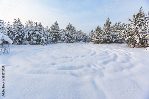 Snow covered pine trees. Winter landscape. Russia