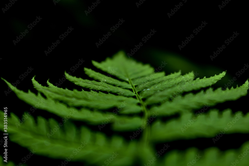 fern leaf in the forest