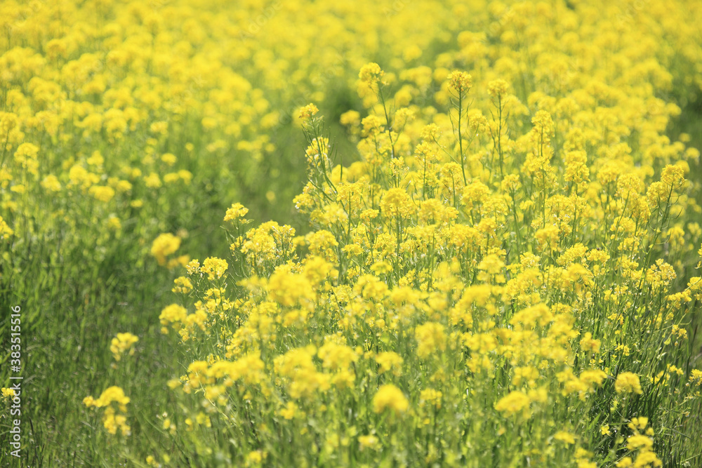 菜の花畑