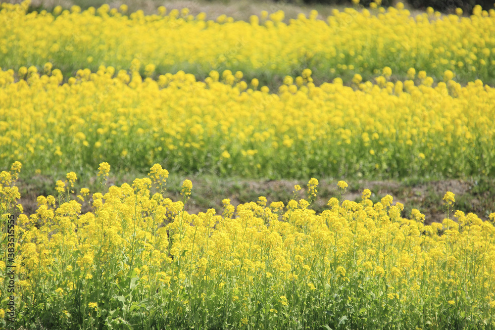 Naklejka premium 菜の花畑