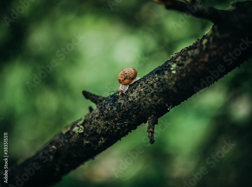 snail on a tree