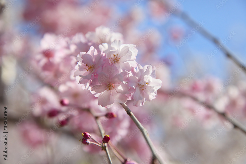 枝垂れ桜