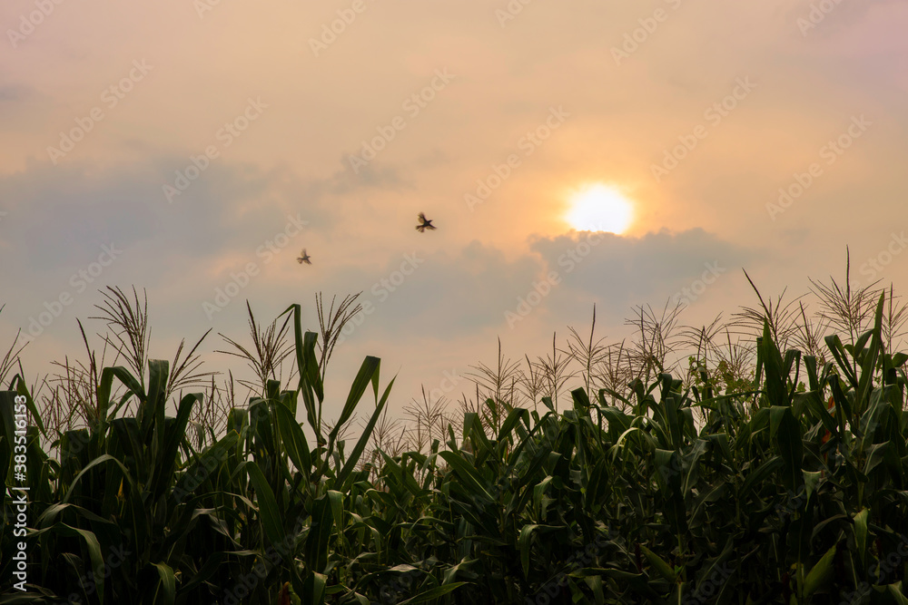Young green corn growing on the field at sunset. Young Corn Plants. Corn grown in farmland,