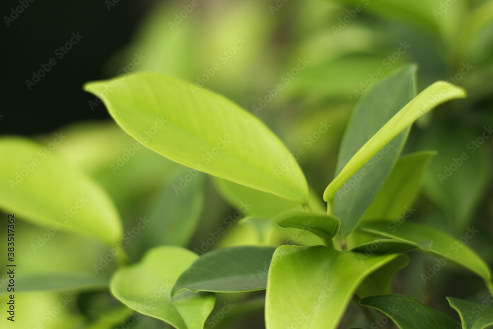 Closeup nature view of green leaf under sunlight. Natural green plants landscape using as a background or wallpaper Closeup nature view of green leaf under sunlight. Natural green plants landscape using as a background or wallpaper