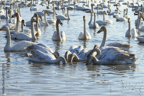 swan lake