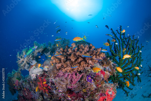 Fototapeta Naklejka Na Ścianę i Meble -  Healthy coral and fish on the Great Barrier Reef