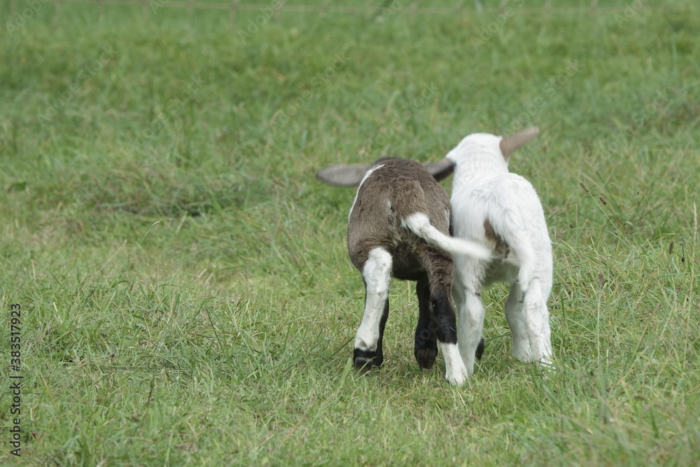 springende Lämmer von hinten / jumping lambs from behind springende Lämmer von hinten / jumping lambs from behind