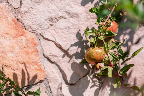 Young pomegranate fruits hanging on a tree branch in the garden, ripe pomegranate fruits hanging on a tree branch. photo