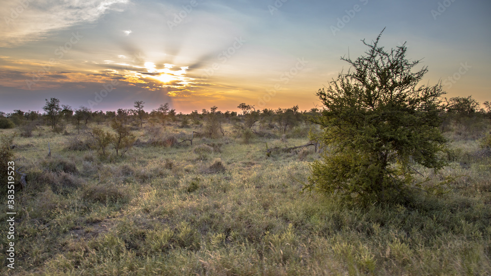 African Savanna plain at sunset