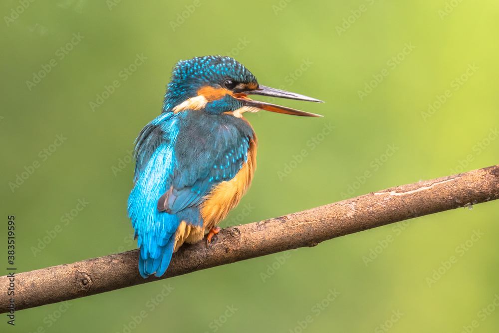 Common European Kingfisher Common European Kingfisher