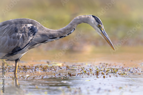 Grey heron hunting for fish