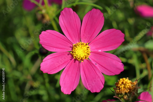 Pink flower Cosmos bipinnatus  eight petals  close-up blooms