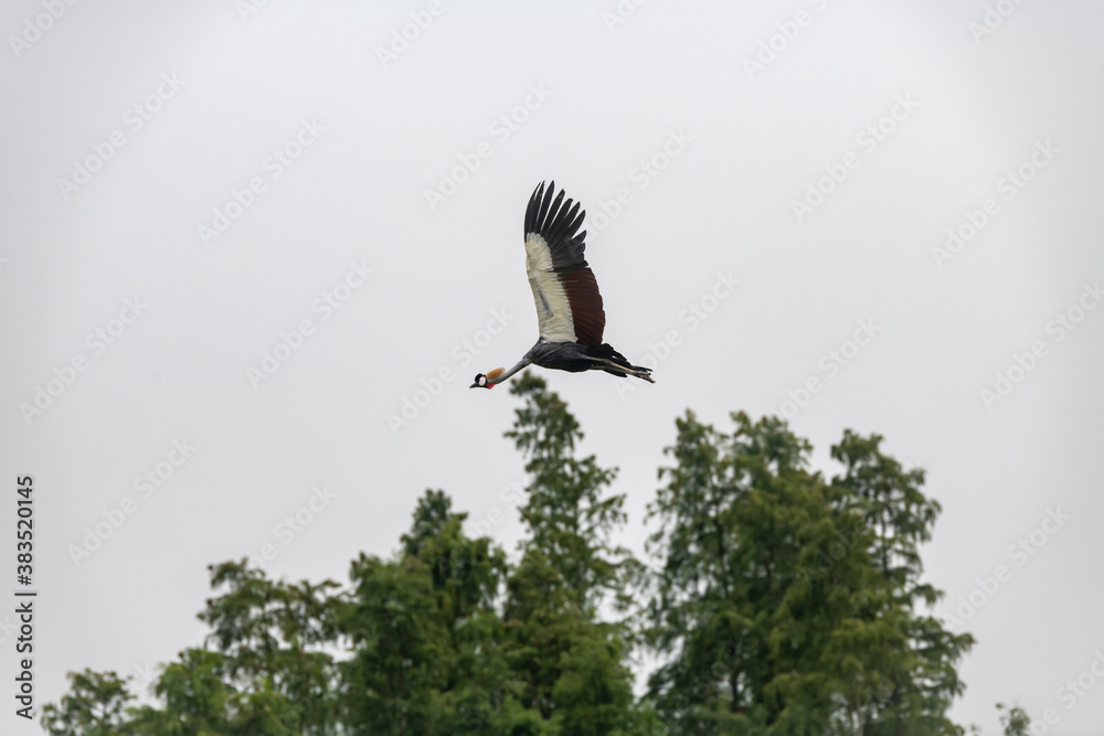 Fototapeta premium A crowned crane flying over forest