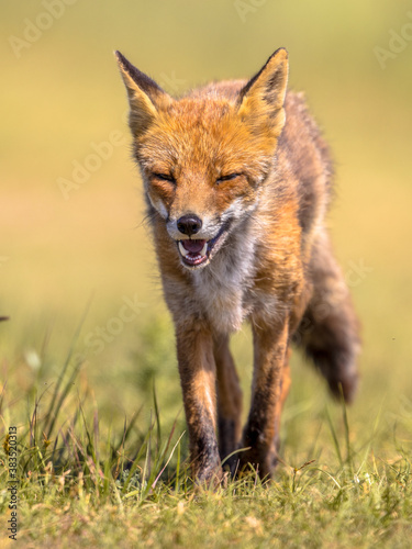 Red Fox portrait © creativenature.nl