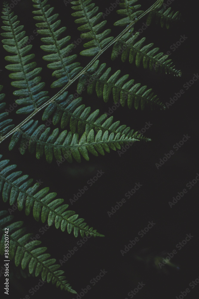 green fern background, green fern, nature, flora