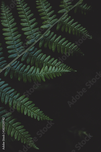 green fern background  green fern  nature  flora