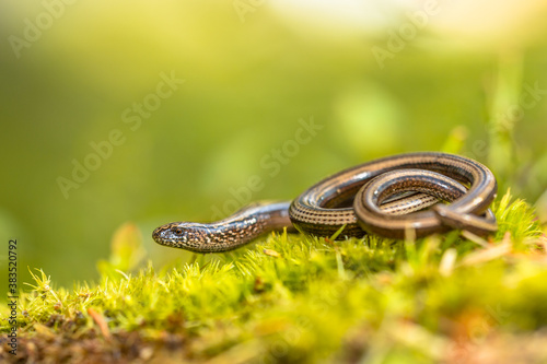 Slow worm on moss
