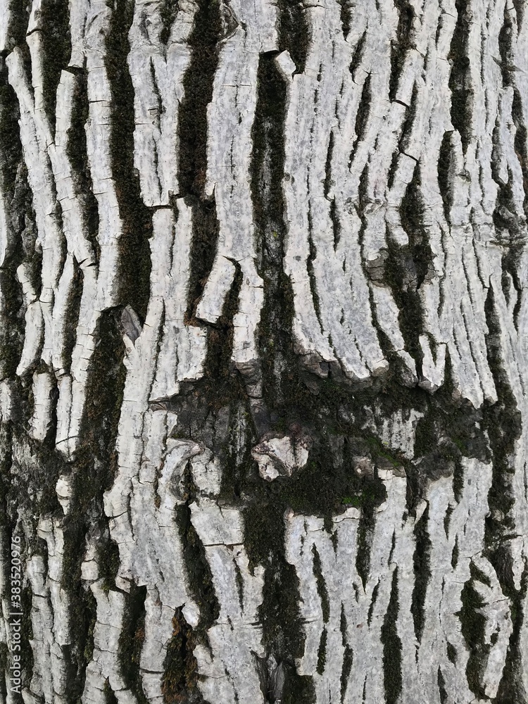 Obraz premium texture