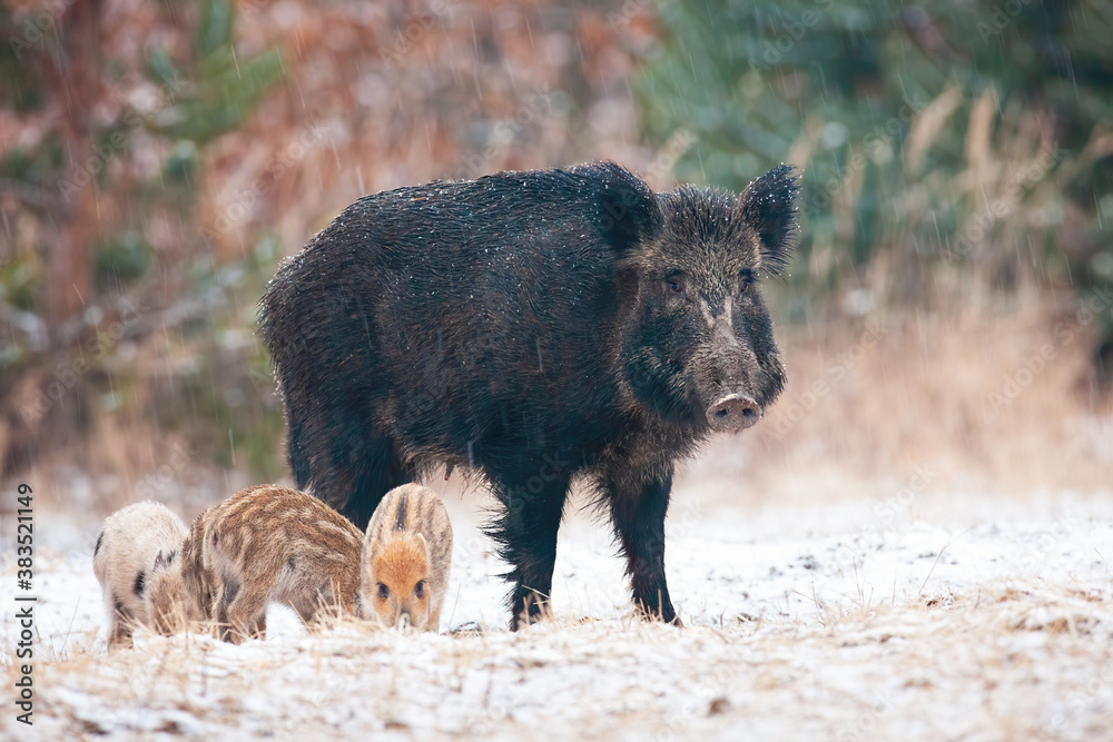 Wild boar, sus scrofa, family standing on snowy meadow in winter. Brown mammal mother with striped piglets looking on white field. Little animals feeding on snow.