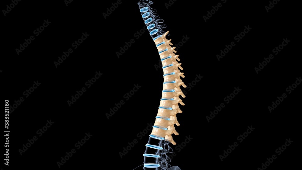 human anatomy and physiology.3d Illustration human anatomy and physiology.3d Illustration