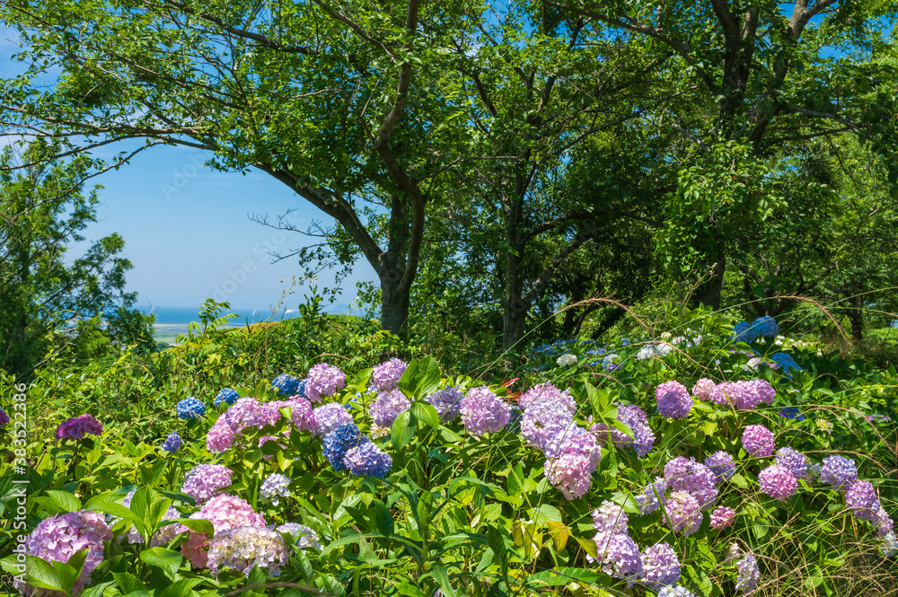 Obraz premium 高塔山公園に咲くアジサイ