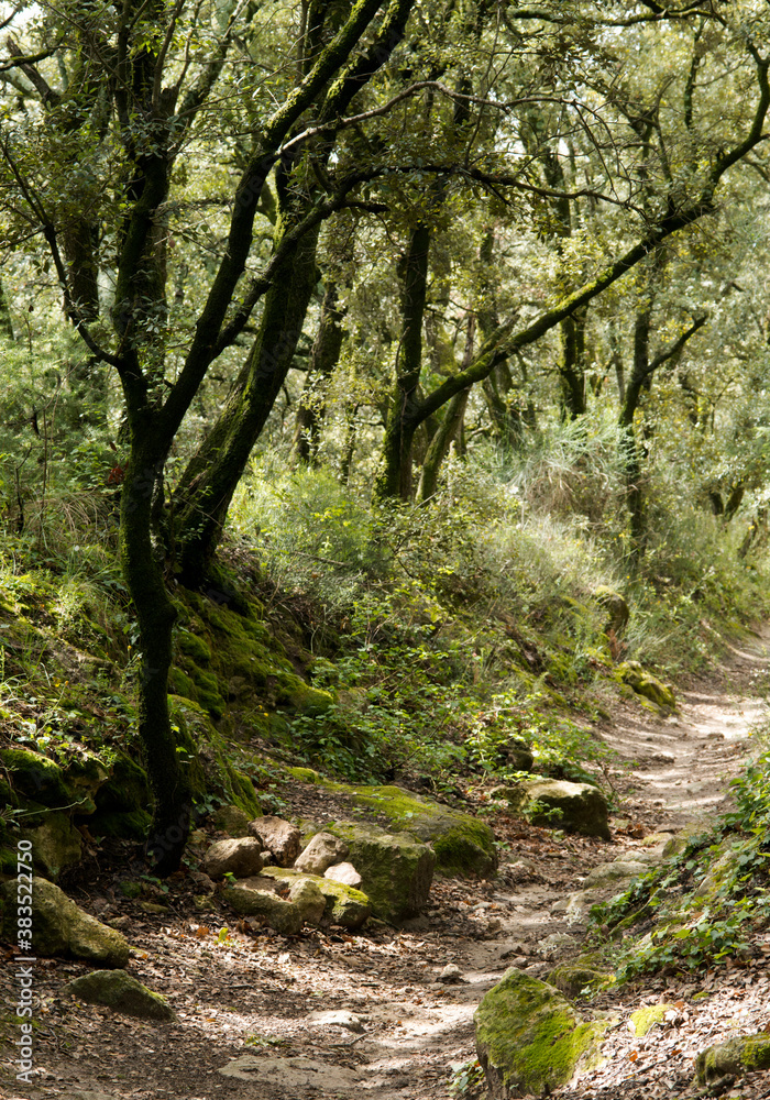 Chemin dans les bois moussus à Saint-Restitut, France Chemin dans les bois moussus à Saint-Restitut, France