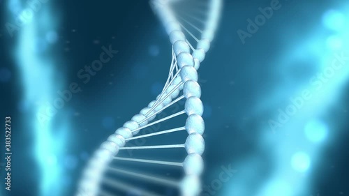 General appearance and structure of the DNA molecule