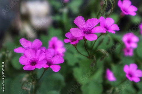 pink purple flowers