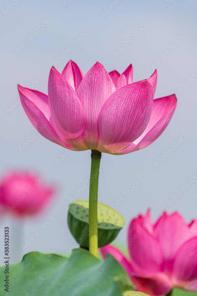 pink lotus flowers closed up
