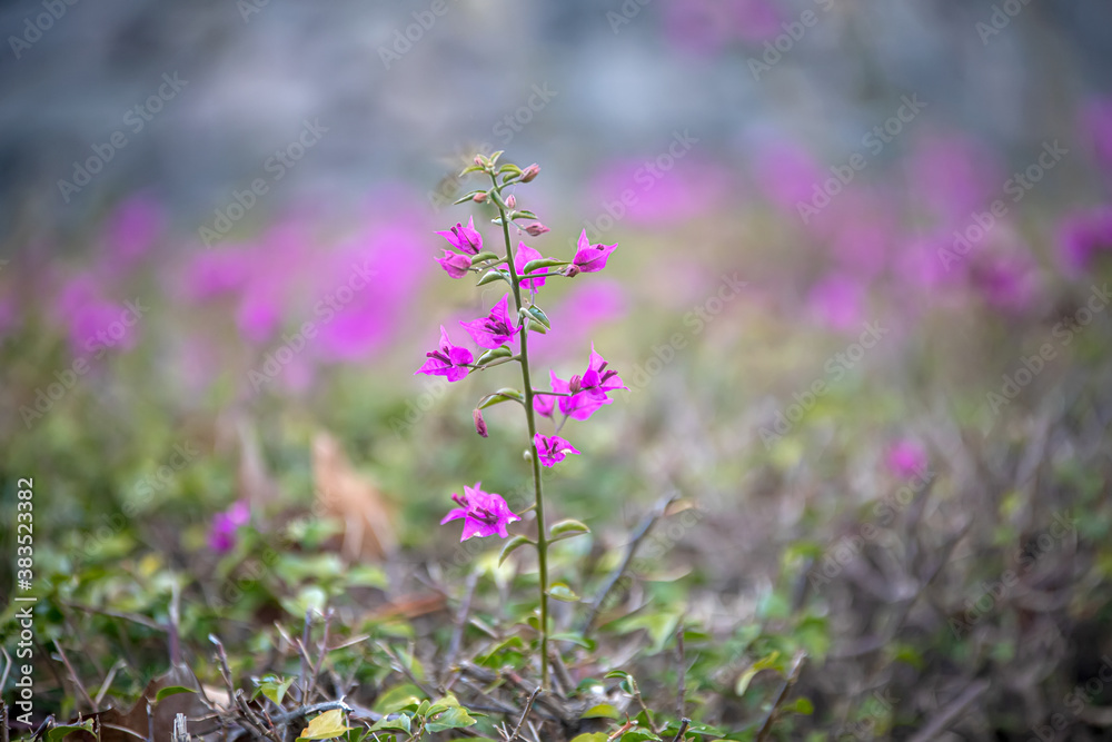 Purple flowers