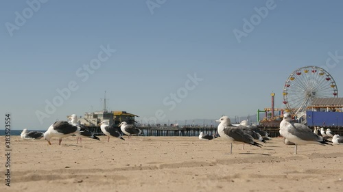 Sea gulls on sunny sandy california beach, classic ferris wheel in amusement park on pier in Santa Monica pacific ocean resort. Summertime iconic view, symbol of Los Angeles, CA USA. Travel concept.