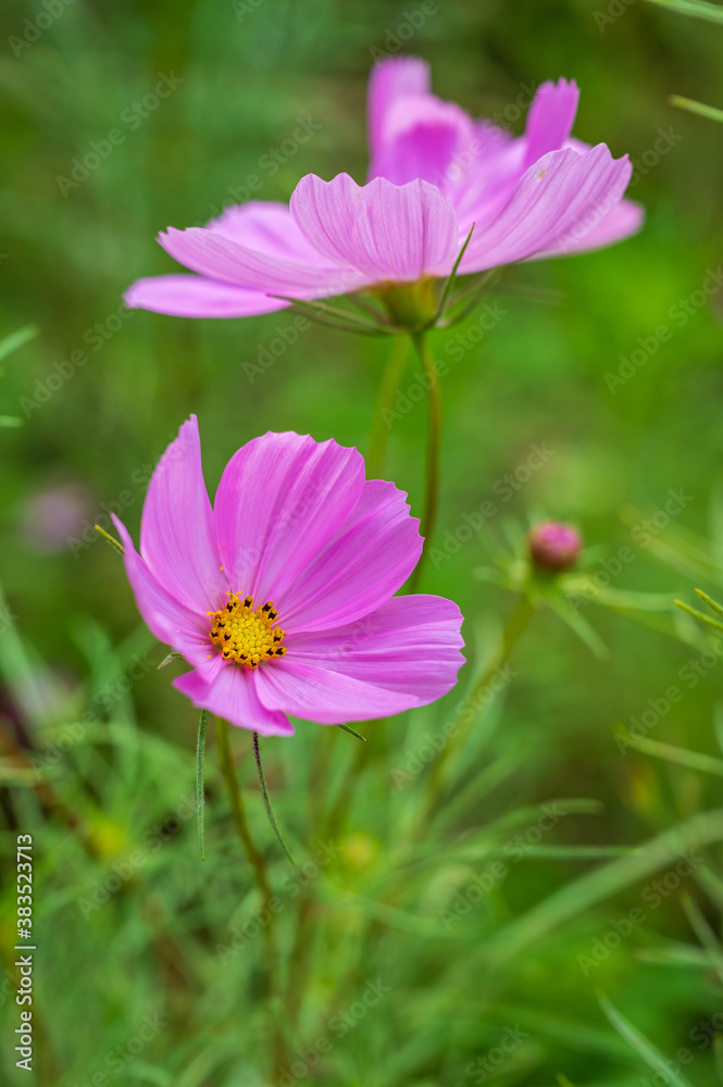 closeup of pink daisy flowers