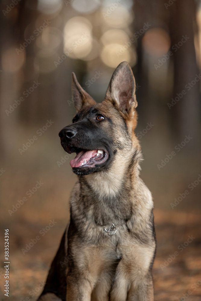 beautiful dog german shepherd breed in the forest