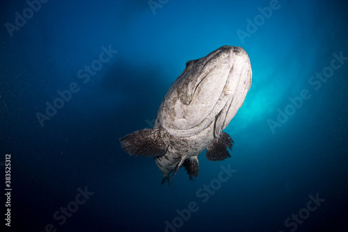 A Large potato cod swims over the sand © Jemma Craig