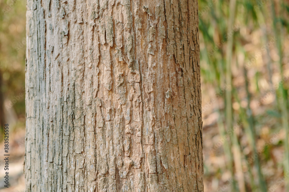 Teak tree in the forest with blurred background Teak tree in the forest with blurred background