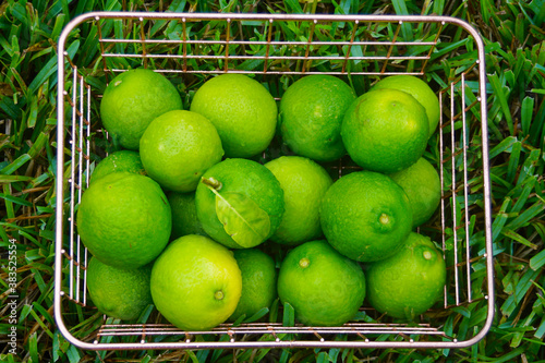 Freshly picked limes in a basket on the grass