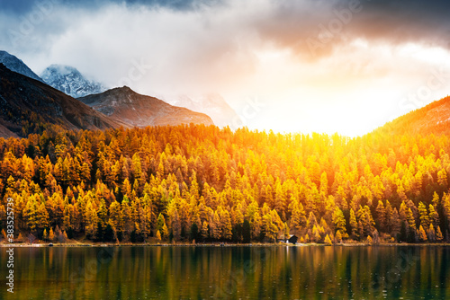 Atumn lake Sils  Silsersee  in Swiss Alps mountains. Colorful forest with orange larch. Switzerland  Maloja region  Upper Engadine. Landscape photography